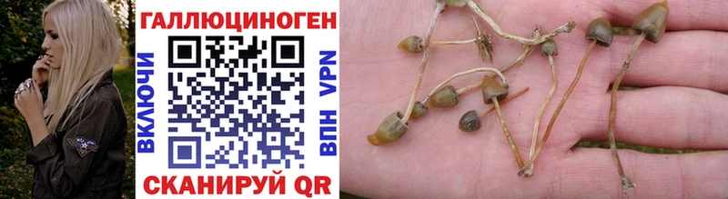 Псилоцибиновые грибы Psilocybe  как найти   Мамадыш 